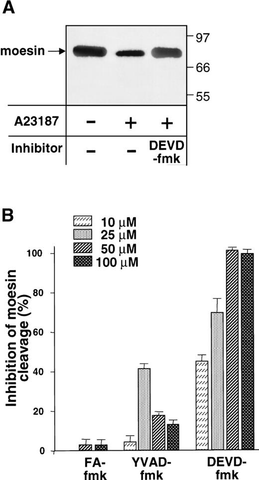 Fig. 5. Inhibition by DEVD-fmk of A23187-induced cleavage of platelet moesin. (A) Platelets were preincubated for 1 hour without inhibitor or with DEVD-fmk (50 μmol/L) and treated for 20 minutes with A23187. The platelet suspensions were lysed by the addition of SDS (with protease inhibitors). Shown is an immunoblot stained with clone 38 antimoesin MoAb. (B) Quantitation of moesin immunoblots. The methods used are the same as in (A), except that platelets were preincubated with varying concentrations of FA-fmk, YVAD-fmk, and DEVD-fmk. Shown are the mean percentages of inhibition (±SEM, n = 4) of moesin cleavage relative to platelets preincubated without inhibitor.