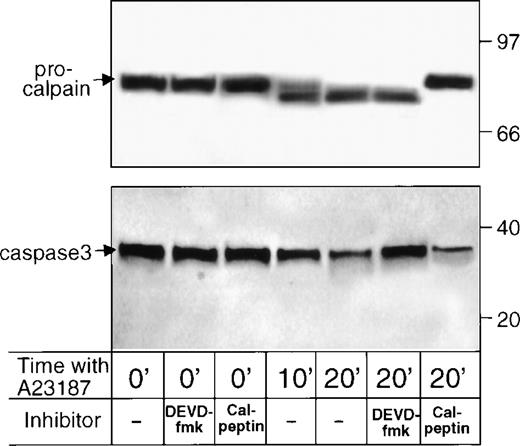 Fig. 6. Effects of pretreatment with calpeptin or DEVD-fmk on the content of μ-procalpain/μ-calpain (top panel) and procaspase-3 (lower panel) in resting and A23187-treated platelets. Platelets were preincubated with no inhibitor or calpeptin (50 μg/mL) or DEVD-fmk (25 μg/mL) and were lysed by the addition of SDS, immediately or after stimulation with A23187 for 10 or 20 minutes. Shown are immunoblots of 1.5 × 107 platelets stained with B27D8 anti–μ-calpain (top panel) or C31730 anti–caspase-3 (lower panel) MoAb.