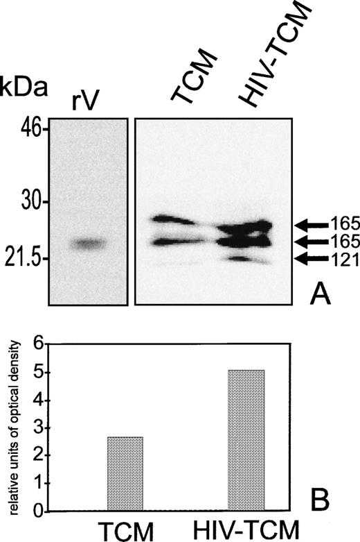 Fig. 4. (A) Western blot analysis of VEGF-A in culture supernatants of HUT 78 cells incubated with HIV-TCM or TCM. HUT 78 cells were incubated in medium containing 25% of TCM or HIV-TCM. After 5 days of incubation, the cell culture supernatants were collected, concentrated, and subjected to SDS-PAGE under reducing conditions. Electroblotting and immunostaining were performed as described in Materials and Methods. A total of 10 ng of human recombinant VEGF165 was used as a control on the same membrane (rV). Two prominent bands corresponding to unglycosylated and glycosylated VEGF165 protein (24 and 26 kD, two upper bands) and a weaker band corresponding to glycosylated VEGF121 (20 kD, lower band) were detected in the cell culture supernatants. (B) Densitometric evaluation of band intensities from the Western blot shown in (A) indicates a 1.8-fold higher concentration of VEGF-A in HUT 78 cells after incubation with HIV-TCM as compared with incubation with TCM.