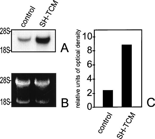 Fig. 6. SH-TCM increases VEGF-A expression in HUT 78 cells. (A) Northern blot analysis of VEGF-A mRNA expression in HUT 78 cells. Cells were incubated with buffer (control) or SH-TCM. Total RNA was isolated after 5 days of incubation, subjected to electrophoresis (20 μg per lane), and blotted onto a nylon membrane. Hybridization was performed with a radioactively labeled human VEGF-A–specific probe at 42°C for 16 hours. VEGF-A mRNA expression in HUT 78 cells increased by threefold after incubation with SH-TCM as compared with buffer. (B) Ethidium bromide staining of blotted RNA indicated that equal amounts of RNA were used in each lane. (C) Densitometric evaluation of band intensities from the Northern blot shown in (A).