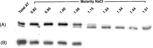 Fig. 1. Elution of antithrombin from heparin-Sepharose. Antithrombin from proband (A) and normal (B) plasmas was isolated either by a single-step (“Total AT”) or a gradient increase in NaCl concentration. Fractions were collected and analyzed by immunoblotting, as described in Materials and Methods. For fractions collected by gradient elution, the molar concentration of NaCl required for their elution is indicated.