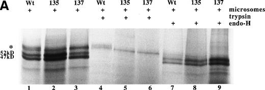 Fig. 3. Expression of wild-type, As135Thr, and Ser137Ala antithrombins. (A) Antithrombin variants were expressed using rabbit reticulocyte lysate and coupled to posttranslational modification by the addition of microsomal membranes (+). Products above 52 kD in the coupled reactions represent N-linked glycosylation products. The uppermost of the doublet glycosylation isoform (*) produced from the wild-type protein (Wt) is absent in two variants with substitutions affecting the N-linked consensus glycosylation site at residue 135 (N135T and S137A, labelled 135 and 137, respectively); see lanes 1 through 3, but more clearly in lanes 4 through 6, where trypsin has been added (+) after protein has been incubated with microsomes, and protein not translocated into the protective environment of the microsomes has been degraded. Lanes 7 through 9 are control incubations of wild-type and two variant antithrombins with endoglycosidase H (+) and indicate that this enzyme strips the carbohydrate side chains from the high MW forms. The band labelled 47 kD results from internal initiation of translation at Met17. (B) Antithrombin was expressed in COS-7 cells. Supernatant of COS-7 cells transfected with antithrombin constructs was immunoprecipitated using polyclonal antithrombin antibody. Glycosylated antithrombin was found in the supernatants with a size of approximately 60 kD. At least two glycosylation isoforms were observed for wild-type (WT) antithrombin (just above and below the 60-kD arrow), but the larger form was not observed in the N135T or S137A variants. Several nonspecific bands are apparent in each lane and are also seen in supernatants from mock-transfected COS cells (not shown).