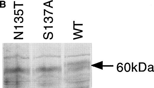 Fig. 3. Expression of wild-type, As135Thr, and Ser137Ala antithrombins. (A) Antithrombin variants were expressed using rabbit reticulocyte lysate and coupled to posttranslational modification by the addition of microsomal membranes (+). Products above 52 kD in the coupled reactions represent N-linked glycosylation products. The uppermost of the doublet glycosylation isoform (*) produced from the wild-type protein (Wt) is absent in two variants with substitutions affecting the N-linked consensus glycosylation site at residue 135 (N135T and S137A, labelled 135 and 137, respectively); see lanes 1 through 3, but more clearly in lanes 4 through 6, where trypsin has been added (+) after protein has been incubated with microsomes, and protein not translocated into the protective environment of the microsomes has been degraded. Lanes 7 through 9 are control incubations of wild-type and two variant antithrombins with endoglycosidase H (+) and indicate that this enzyme strips the carbohydrate side chains from the high MW forms. The band labelled 47 kD results from internal initiation of translation at Met17. (B) Antithrombin was expressed in COS-7 cells. Supernatant of COS-7 cells transfected with antithrombin constructs was immunoprecipitated using polyclonal antithrombin antibody. Glycosylated antithrombin was found in the supernatants with a size of approximately 60 kD. At least two glycosylation isoforms were observed for wild-type (WT) antithrombin (just above and below the 60-kD arrow), but the larger form was not observed in the N135T or S137A variants. Several nonspecific bands are apparent in each lane and are also seen in supernatants from mock-transfected COS cells (not shown).