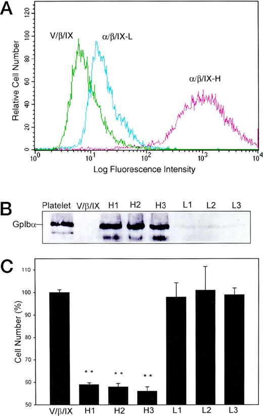 Fig. 2. Cell number is decreased after passage of CHO cells expressing GpIb. Single cells were cloned by limiting dilution and the quantity of GpIb expressed in each cloned cell line was checked by flow cytometry as in Fig 1. (A) shows the stable expression of GpIb in vector (V/β/IX), low (/β/IX-L), and high (/β/IX-H) expressing cloned cell lines. Three cell lines with high expression of GpIb and three cell lines with low expression of GpIb, as defined by immunoblot analysis of total GpIb  (B), were cultured on a vWF substrate and the cell number was counted 4 days after passage. (C) demonstrates that the cell number is decreased in proportion to the quantity of GpIb expressed by that cell line. (**P < .0001 in comparison with V/β/IX cells; n = 3.)