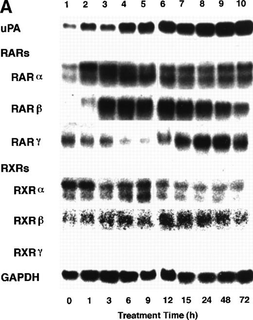 Fig. 1. Induction of uPA and RARs by RA in endothelial cells. (A) Cell lysates were prepared from confluent BAEC cultures after the cultures had been incubated in MEM-BSA with 1 μmol/L atRA for varying lengths of time. Total RNA was isolated from cell lysates, and the changes in uPA mRNA levels as well as RARs and RXRs mRNA levels were assessed by Northern blotting as described in Materials and Methods. (B) After BAECs were treated for the indicated times with 1 μmol/L atRA in the absence or presence of 6 μg/mL cycloheximide (CHX), changes in uPA mRNA levels were determined by Northern blotting. (C) After exposure to either vehicle or 1 μmol/L atRA for 12 hours, BAECs were treated for the indicated times with 1 μg/mL actinomycin D. The rate of disappearance of uPA mRNA was determined by Northern blotting. Because mRNA for GAPDH also decreased along with incubation with actinomycin D, we presented ethidium bromide-labeled 28S RNA as internal. (D) Northern analyses were performed using total RNA isolated from human aortic endothelial cells treated with 1 μmol/L atRA for 12 hours.