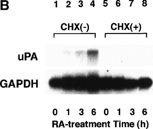 Fig. 1. Induction of uPA and RARs by RA in endothelial cells. (A) Cell lysates were prepared from confluent BAEC cultures after the cultures had been incubated in MEM-BSA with 1 μmol/L atRA for varying lengths of time. Total RNA was isolated from cell lysates, and the changes in uPA mRNA levels as well as RARs and RXRs mRNA levels were assessed by Northern blotting as described in Materials and Methods. (B) After BAECs were treated for the indicated times with 1 μmol/L atRA in the absence or presence of 6 μg/mL cycloheximide (CHX), changes in uPA mRNA levels were determined by Northern blotting. (C) After exposure to either vehicle or 1 μmol/L atRA for 12 hours, BAECs were treated for the indicated times with 1 μg/mL actinomycin D. The rate of disappearance of uPA mRNA was determined by Northern blotting. Because mRNA for GAPDH also decreased along with incubation with actinomycin D, we presented ethidium bromide-labeled 28S RNA as internal. (D) Northern analyses were performed using total RNA isolated from human aortic endothelial cells treated with 1 μmol/L atRA for 12 hours.