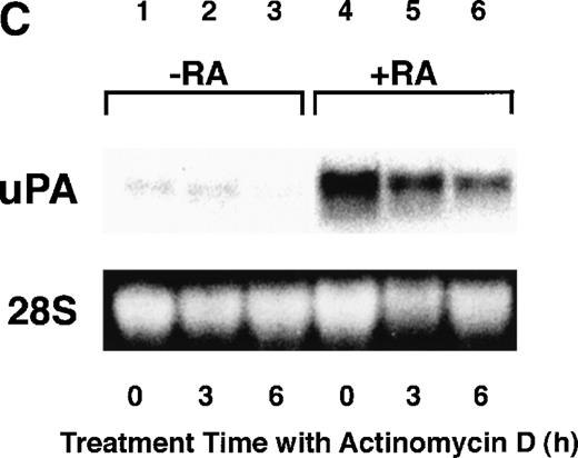 Fig. 1. Induction of uPA and RARs by RA in endothelial cells. (A) Cell lysates were prepared from confluent BAEC cultures after the cultures had been incubated in MEM-BSA with 1 μmol/L atRA for varying lengths of time. Total RNA was isolated from cell lysates, and the changes in uPA mRNA levels as well as RARs and RXRs mRNA levels were assessed by Northern blotting as described in Materials and Methods. (B) After BAECs were treated for the indicated times with 1 μmol/L atRA in the absence or presence of 6 μg/mL cycloheximide (CHX), changes in uPA mRNA levels were determined by Northern blotting. (C) After exposure to either vehicle or 1 μmol/L atRA for 12 hours, BAECs were treated for the indicated times with 1 μg/mL actinomycin D. The rate of disappearance of uPA mRNA was determined by Northern blotting. Because mRNA for GAPDH also decreased along with incubation with actinomycin D, we presented ethidium bromide-labeled 28S RNA as internal. (D) Northern analyses were performed using total RNA isolated from human aortic endothelial cells treated with 1 μmol/L atRA for 12 hours.