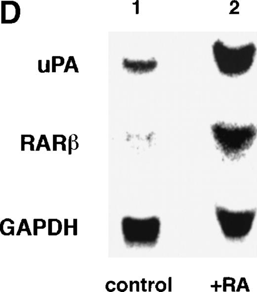 Fig. 1. Induction of uPA and RARs by RA in endothelial cells. (A) Cell lysates were prepared from confluent BAEC cultures after the cultures had been incubated in MEM-BSA with 1 μmol/L atRA for varying lengths of time. Total RNA was isolated from cell lysates, and the changes in uPA mRNA levels as well as RARs and RXRs mRNA levels were assessed by Northern blotting as described in Materials and Methods. (B) After BAECs were treated for the indicated times with 1 μmol/L atRA in the absence or presence of 6 μg/mL cycloheximide (CHX), changes in uPA mRNA levels were determined by Northern blotting. (C) After exposure to either vehicle or 1 μmol/L atRA for 12 hours, BAECs were treated for the indicated times with 1 μg/mL actinomycin D. The rate of disappearance of uPA mRNA was determined by Northern blotting. Because mRNA for GAPDH also decreased along with incubation with actinomycin D, we presented ethidium bromide-labeled 28S RNA as internal. (D) Northern analyses were performed using total RNA isolated from human aortic endothelial cells treated with 1 μmol/L atRA for 12 hours.