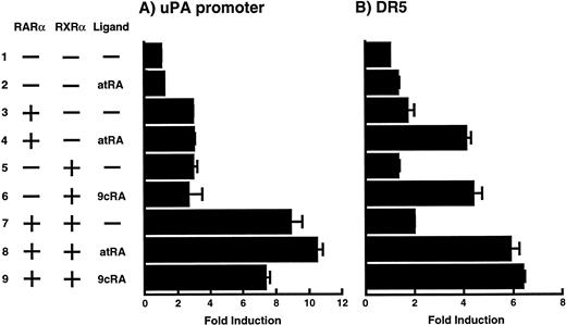 Fig. 3. Enhancement of uPA promoter transactivation activity by RAR and RXR. BAECs were cotransfected with UK promoter-luciferase (0.4 μg/dish; A) or DR5-luciferase (0.4 μg/dish; B) plus RAR and/or RXR expressing vectors (250 ng each/dish), along with pRL-CMV (Renilla luciferase, 100 ng/dish) as described in Materials and Methods. Total DNA transfected was adjusted to 1.225 μg/dish with pSG5. The next day of transfection, the cells were treated or untreated with 1 μmol/L atRA or 9cRA for 12 hours. Luciferase activity of each cell was measured using the Dual-Luciferase Reporter Assay System, and changes in firefly luciferase activity were calculated and plotted after normalization to Renilla luciferase activity. Sample 1, reporter only; sample 2, atRA; sample 3, RAR; sample 4, RAR + atRA; sample 5, RXR; sample 6, RXR + 9cRA; sample 7, RAR and RXR; sample 8, RAR and RXR + atRA; sample 9, RAR and RXR + 9cRA. Each number represents the average ± SD (n = 3). Each similar experiment was repeated three times and representative results are shown here.