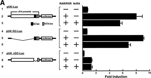 Fig. 4. Involvement of Sp1 in RA induction of uPA. (A) Promoter assay. Transfection study was performed as described before using wild-type pUK-luciferase (pUK-Luc, samples 1 through 3), pUK GC box-luciferase (pUK GC-Luc, samples 4 through 6), and pUK-luciferase deficient in GC box (pUK ▵GC-Luc, samples 7 through 9). Data are expressed as the relative luciferase activity compared with the activity of pUK-Luc cotransfected with empty pSG5 and untreated with 9cRA (sample 1). Samples 1, 4, and 7, reporter only; samples 2, 5, and 8, RAR and RXR; samples 3, 6, and 9, RAR and RXR + 9cRA. (B) Transcription factor decoy experiments. After BAECs were transfected with various amounts of Sp1 decoy or its mutant, whose sequences are presented above the illustration, the cultures were incubated either with vehicle or with 1 μmol/L atRA for 12 hours, cell lysates were prepared, and cellular PA levels were determined. Curves a and b, RA-treated cells; curves c and d, unstimulated cells. Curves a and d, mutant oligo; curves b and c, Sp1 decoy. (C) Cellular PA levels were determined after treatment of BAEC cultures with various concentrations of atRA for 12 hours in the absence (curve a) or presence (curve b) of 10 nmol/L mithramycin. For (A) through (C), the results are presented by the average ± SD (n = 3). Each similar experiment was repeated three times and representative results are shown here. (D) After treatment of BAECs with 1 μmol/L atRA for 12 hours in the absence (lane 1) or presence (lane 2) of 10 nmol/L mithramycin, nuclear extracts were prepared and Sp1 binding to uPA GC box was determined by gel shift assays as described in Materials and Methods.