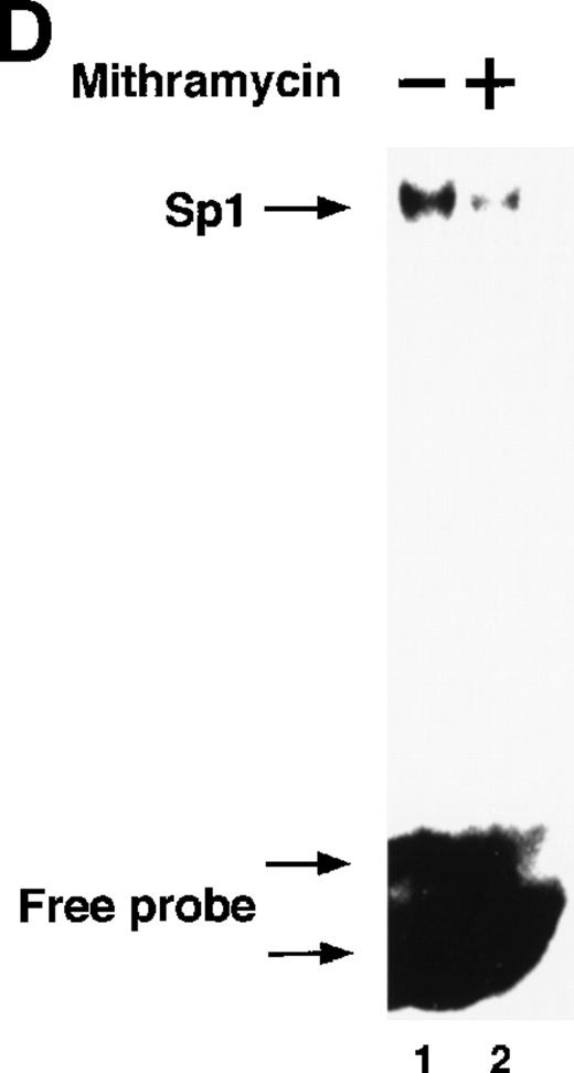 Fig. 4. Involvement of Sp1 in RA induction of uPA. (A) Promoter assay. Transfection study was performed as described before using wild-type pUK-luciferase (pUK-Luc, samples 1 through 3), pUK GC box-luciferase (pUK GC-Luc, samples 4 through 6), and pUK-luciferase deficient in GC box (pUK ▵GC-Luc, samples 7 through 9). Data are expressed as the relative luciferase activity compared with the activity of pUK-Luc cotransfected with empty pSG5 and untreated with 9cRA (sample 1). Samples 1, 4, and 7, reporter only; samples 2, 5, and 8, RAR and RXR; samples 3, 6, and 9, RAR and RXR + 9cRA. (B) Transcription factor decoy experiments. After BAECs were transfected with various amounts of Sp1 decoy or its mutant, whose sequences are presented above the illustration, the cultures were incubated either with vehicle or with 1 μmol/L atRA for 12 hours, cell lysates were prepared, and cellular PA levels were determined. Curves a and b, RA-treated cells; curves c and d, unstimulated cells. Curves a and d, mutant oligo; curves b and c, Sp1 decoy. (C) Cellular PA levels were determined after treatment of BAEC cultures with various concentrations of atRA for 12 hours in the absence (curve a) or presence (curve b) of 10 nmol/L mithramycin. For (A) through (C), the results are presented by the average ± SD (n = 3). Each similar experiment was repeated three times and representative results are shown here. (D) After treatment of BAECs with 1 μmol/L atRA for 12 hours in the absence (lane 1) or presence (lane 2) of 10 nmol/L mithramycin, nuclear extracts were prepared and Sp1 binding to uPA GC box was determined by gel shift assays as described in Materials and Methods.