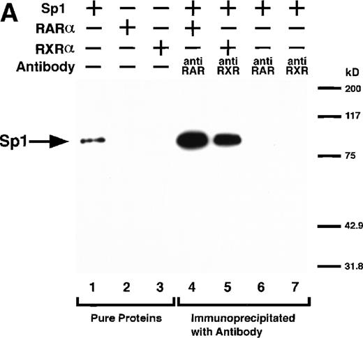 Fig. 5. Physical interaction between RAR/RXR and Sp1. (A) After the mixture of Sp1 plus either RAR or RXR was incubated, respectively, with anti-RAR or RXR antibody at 4°C for 2 hours, proteins were precipitated with protein A-Sepharose, eluted, and analyzed by Western blotting with anti-Sp1 antibody. Lanes 1 through 3, pure proteins; lane 1, Sp1; lane 2, RAR; lane 3, RXR. Lanes 4 through 7, proteins precipitated with anti-RAR or RXR antibody; lane 4, Sp1 preincubated together with RAR and precipitated with anti-RAR antibody; lane 5, Sp1 preincubated together with RXR and precipitated with anti-RXR antibody; lane 6, Sp1 incubated with anti-RAR antibody without RAR; lane 7, Sp1 incubated with anti-RXR antibody without RXR. (B) 35S-labeled Sp1 protein generated by in vitro translation reaction was incubated with GST or RAR-GST immobilized on glutathione-Sepharose beads. After extensive washings, the bound proteins were eluted and subjected to SDS-PAGE followed by autoradiography. Lane 1 input (0.5 μL of the total reaction mixture); lane 2, proteins bound to GST; lane 3, proteins bound to RAR-GST. (C) After the mixture of Sp1 and RAR/RXR was incubated with nonimmune antibody or anti-RXR antibody in BAEC nuclear extracts at 4°C overnight, proteins were precipitated with protein A-Sepharose, eluted, and analyzed by Western blotting with anti-Sp1 antibody. Lane 1, pure Sp1; lane 2, proteins precipitated with nonimmune (NI) antibody; lane 3, proteins precipitated with anti-RXR antibody. (D) BAECs were cotransfected with a combination of Sp1-Gal4 expressing vector (0.125 μg/dish) and Gal4-UAS-luciferase (0.5 μg/dish), plus RAR and/or RXR expressing vectors (250 ng each/dish), along with pRL-CMV (100 ng/dish; Promega) as described before. The day after transfection, the cells were treated or untreated with 1 μmol/L atRA or 9cRA for 12 hours. Luciferase activity of each cell was measured, and relative changes in firefly luciferase activity were plotted after normalization to Renilla luciferase activity. Sample 1, reporter only; sample 2, atRA; sample 3, RAR; sample 4, RAR + atRA; sample 5, RXR; sample 6, RXR + 9cRA; sample 7, RAR and RXR; sample 8, RAR and RXR + atRA; sample 9, RAR and RXR + 9cRA. Each number represents the average ± SD (n = 3). A similar experiment was repeated three times and representative results are shown here.
