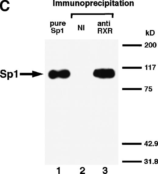 Fig. 5. Physical interaction between RAR/RXR and Sp1. (A) After the mixture of Sp1 plus either RAR or RXR was incubated, respectively, with anti-RAR or RXR antibody at 4°C for 2 hours, proteins were precipitated with protein A-Sepharose, eluted, and analyzed by Western blotting with anti-Sp1 antibody. Lanes 1 through 3, pure proteins; lane 1, Sp1; lane 2, RAR; lane 3, RXR. Lanes 4 through 7, proteins precipitated with anti-RAR or RXR antibody; lane 4, Sp1 preincubated together with RAR and precipitated with anti-RAR antibody; lane 5, Sp1 preincubated together with RXR and precipitated with anti-RXR antibody; lane 6, Sp1 incubated with anti-RAR antibody without RAR; lane 7, Sp1 incubated with anti-RXR antibody without RXR. (B) 35S-labeled Sp1 protein generated by in vitro translation reaction was incubated with GST or RAR-GST immobilized on glutathione-Sepharose beads. After extensive washings, the bound proteins were eluted and subjected to SDS-PAGE followed by autoradiography. Lane 1 input (0.5 μL of the total reaction mixture); lane 2, proteins bound to GST; lane 3, proteins bound to RAR-GST. (C) After the mixture of Sp1 and RAR/RXR was incubated with nonimmune antibody or anti-RXR antibody in BAEC nuclear extracts at 4°C overnight, proteins were precipitated with protein A-Sepharose, eluted, and analyzed by Western blotting with anti-Sp1 antibody. Lane 1, pure Sp1; lane 2, proteins precipitated with nonimmune (NI) antibody; lane 3, proteins precipitated with anti-RXR antibody. (D) BAECs were cotransfected with a combination of Sp1-Gal4 expressing vector (0.125 μg/dish) and Gal4-UAS-luciferase (0.5 μg/dish), plus RAR and/or RXR expressing vectors (250 ng each/dish), along with pRL-CMV (100 ng/dish; Promega) as described before. The day after transfection, the cells were treated or untreated with 1 μmol/L atRA or 9cRA for 12 hours. Luciferase activity of each cell was measured, and relative changes in firefly luciferase activity were plotted after normalization to Renilla luciferase activity. Sample 1, reporter only; sample 2, atRA; sample 3, RAR; sample 4, RAR + atRA; sample 5, RXR; sample 6, RXR + 9cRA; sample 7, RAR and RXR; sample 8, RAR and RXR + atRA; sample 9, RAR and RXR + 9cRA. Each number represents the average ± SD (n = 3). A similar experiment was repeated three times and representative results are shown here.