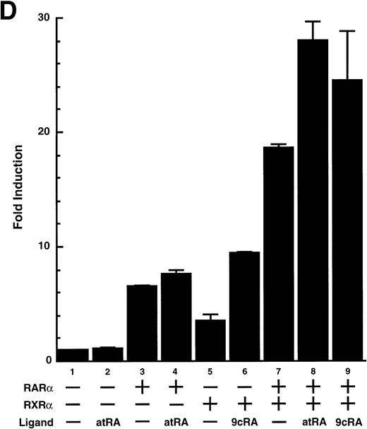Fig. 5. Physical interaction between RAR/RXR and Sp1. (A) After the mixture of Sp1 plus either RAR or RXR was incubated, respectively, with anti-RAR or RXR antibody at 4°C for 2 hours, proteins were precipitated with protein A-Sepharose, eluted, and analyzed by Western blotting with anti-Sp1 antibody. Lanes 1 through 3, pure proteins; lane 1, Sp1; lane 2, RAR; lane 3, RXR. Lanes 4 through 7, proteins precipitated with anti-RAR or RXR antibody; lane 4, Sp1 preincubated together with RAR and precipitated with anti-RAR antibody; lane 5, Sp1 preincubated together with RXR and precipitated with anti-RXR antibody; lane 6, Sp1 incubated with anti-RAR antibody without RAR; lane 7, Sp1 incubated with anti-RXR antibody without RXR. (B) 35S-labeled Sp1 protein generated by in vitro translation reaction was incubated with GST or RAR-GST immobilized on glutathione-Sepharose beads. After extensive washings, the bound proteins were eluted and subjected to SDS-PAGE followed by autoradiography. Lane 1 input (0.5 μL of the total reaction mixture); lane 2, proteins bound to GST; lane 3, proteins bound to RAR-GST. (C) After the mixture of Sp1 and RAR/RXR was incubated with nonimmune antibody or anti-RXR antibody in BAEC nuclear extracts at 4°C overnight, proteins were precipitated with protein A-Sepharose, eluted, and analyzed by Western blotting with anti-Sp1 antibody. Lane 1, pure Sp1; lane 2, proteins precipitated with nonimmune (NI) antibody; lane 3, proteins precipitated with anti-RXR antibody. (D) BAECs were cotransfected with a combination of Sp1-Gal4 expressing vector (0.125 μg/dish) and Gal4-UAS-luciferase (0.5 μg/dish), plus RAR and/or RXR expressing vectors (250 ng each/dish), along with pRL-CMV (100 ng/dish; Promega) as described before. The day after transfection, the cells were treated or untreated with 1 μmol/L atRA or 9cRA for 12 hours. Luciferase activity of each cell was measured, and relative changes in firefly luciferase activity were plotted after normalization to Renilla luciferase activity. Sample 1, reporter only; sample 2, atRA; sample 3, RAR; sample 4, RAR + atRA; sample 5, RXR; sample 6, RXR + 9cRA; sample 7, RAR and RXR; sample 8, RAR and RXR + atRA; sample 9, RAR and RXR + 9cRA. Each number represents the average ± SD (n = 3). A similar experiment was repeated three times and representative results are shown here.