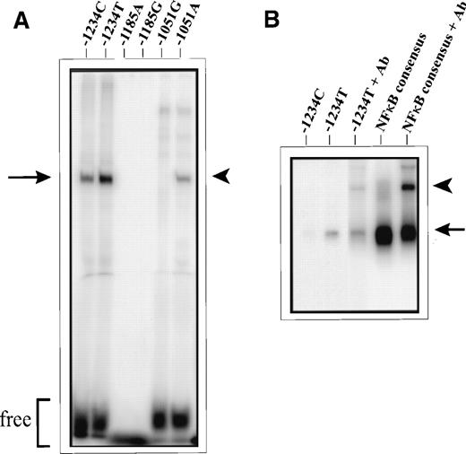 Fig. 1. Differential binding of nuclear proteins to -1234C/T, -1185A/G, and -1051G/A allele sequences. (A) EMSAs performed with nuclear extracts from unstimulated BAECs. Arrow, -1234C/T-specific factor; arrowhead, -1051A allele-specific factor; free, free (unbound) probe. Allele sequences for -1234C/T and -1051G/A exhibited differential DNA-protein complex formation, while the -1185A/G sequences did not appear to bind factors present in BAEC nuclear extracts. (B) EMSAs performed with recombinant human NFκB (p50). Arrow, oligo/rhNFκB p50 complex formation; arrowhead, supershift with anti-NFκB (p50) antibody (Ab). Markedly enhanced binding of rNFκB p50 occurred to the -1234T allelic probe; this complex was supershifted by antibodies directed against NFκB p50. A NFκB consensus oligonucleotide was included in this EMSA as a positive control.