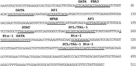Fig. 3. Nucleotide sequence of the Flk-1 intron enhancer and putative transcription factor binding sites. Sequences matching known transcription factor binding sites are underlined. This sequence is deposited in the GeneBank database (accession number AF061804).
