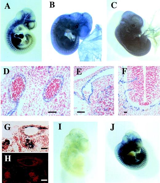 Fig. 2. Reporter gene analysis of Flk-1 gene regulatory elements in transgenic mouse embryos. The LacZ reporter gene was fused to regulatory elements derived from the mouse Flk-1 gene and tested for β-galactosidase expression in transgenic mouse embryos. (A) E10.5 transgenic mouse embryo expressing LacZ under the control of a 939bp promoter fragment in combination with a 2.3 kbpXhoI/BamHI fragment of the first intron spanning the region from +1677 bp to +3947 bp of the Flk-1 gene. Most if not all developing vascular structures show β-galactosidase expression, for example the endocardium of the heart, the dorsal aorta, intersomitic vessels or vessels of the developing brain. (B) E11.5 embryo of the transgenic mouse line 2603 that was established with the same construct. (C) E11.5 Flk-1/LacZ knock-in embryo in which the LacZ gene is expressed from the endogenous Flk-1 locus shows a highly similar staining. However, β-galactosidase expression was absent in small blood vessels of the yolk sac. (D to F) Paraffin sections of the embryo from (B) show β-galactosidase expression in the paired dorsal aortae (D), a venous vessel connected with the heart (E), and capillaries invading the neural tube (F). (G) LacZ staining of a 15 μm cryostat section of a P5 transgenic mouse (Line 2603) kidney. (H) Adjacent section of G, immunolabeled with anti-PECAM1 antibody. The LacZ expression in G colocalizes with PECAM1 expression in H. (I) β-galactosidase expression in a transgenic embryo containing thetk promoter in combination with the 2.3 kbpXhoI/BamHI fragment of the Flk-1 first intron. (J) β-galactosidase expression in a transgenic embryo containing a construct with Flk-1 promoter sequences (−640 bp/+299 bp) in combination with a 510 bp fragment of the first intron (+3437 bp to +3947 bp) of the Flk-1 gene. Bars, 100 μm (D to H).