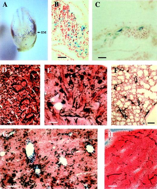 Fig. 4. Analysis of transgene expression during early development and in newborn mice in the transgenic mouse line 2603. (A) Frontal view on a whole-mount β-galactosidase–stained E7.8 embryo. The arrow indicates transgene expression in the extraembryonic mesoderm. (B and C) Paraffin sections from the embryo shown in A show transgene expression in endothelial cells of the allantois (B) and the yolk sac (C). (D to H) LacZ staining of spleen (D), kidney (E), lung (F), liver (G), and thymus (H) from a P5 transgenic mouse. (EM) extraembryonic mesoderm. Bars, 25 μm (C), 100 μm (B,D,E,F,G,H).