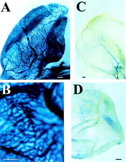 Fig. 5. The 5′-UTR is required for expression of theFlk-1 gene in the yolk sac vasculature. Transgenic mouse embryos that carry a Flk-1 promoter and 5′-UTR (−640 bp/+299 bp)/enhancer (+1677 bp/+3947 bp) reporter gene construct show a uniform vascular expression in the yolk sac vasculature (A and B). In contrast, the yolk sac of Flk-1/LacZ knock-in embryos that lack part of the 5′-UTR (+137 bp to +299 bp) shows expression only in large collecting vessels that connect with the embryo, but not in the smaller vessels (C). Transgenic yolk sacs that carry a Flk-1 promoter (−640 bp/+137 bp) / enhancer (+1677 bp/+3947 bp) reporter gene construct show a diminished and incomplete vascular LacZ expression (D) when compared with the construct containing the complete 5′-UTR. (A and B) Bar, 500 μm.