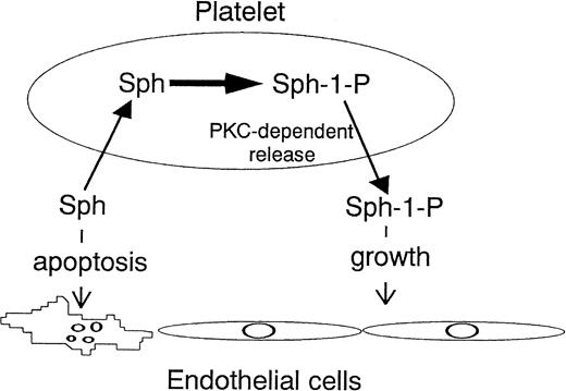 Fig. 9. Platelet-endothelial cell interaction from the viewpoint of sphingolipids. Platelets incorporate Sph and release Sph-1-P in a protein kinase C (PKC)-dependent manner. Sph acts as an inducer of endothelial cell apoptosis, whereas Sph-1-P acts as a survival factor. This may be one of the mechanisms by which platelets maintain the integrity of endothelial cells.