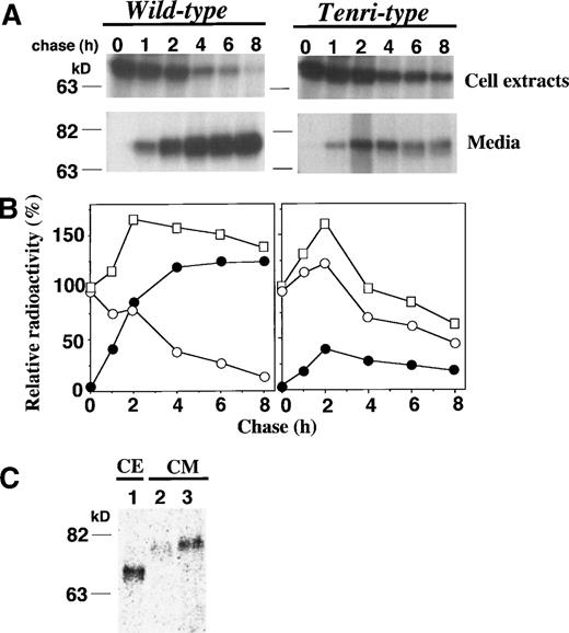 Fig. 3. Pulse-chase analyses of wild-type and Tenri-type factor XIIs in stably-transfected BHK cells. (A) Stably-transfected BHK cells were pulse-labeled for 30 minutes with 100 μCi/mL EXPRE35S35S and chased for 0, 1, 2, 4, 6, and 8 hours. Labeled factor XIIs from cell extracts and from culture media were immunoprecipitated and analyzed on 8% SDS-polyacrylamide gel electrophoresis. (B) In kinetic analyses, the amount of radioactivity in the pulse-labeled cell extracts was taken as 100%, and relative radioactivities of intracellular and secreted fractions are shown by ○ and •, respectively. The sum of the radioactivities of both fractions at each time is shown by □. (C) BHK cells expressing Tenri-type factor XII were pulse-labeled for 30 minutes with 100 μCi/mL EXPRE35S35S (lane 1) and chased in DMEM for 8 hours in the absence (lane 2) or presence (lane 3) of excess amounts of cystine. Factor XII was immunoprecipitated from the pulse-labeled cell extracts (lane 1) and chased media (lanes 2 and 3), and then electrophoresed on an 8% SDS-polyacrylamide gel.