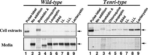 Fig. 4. Effects of various inhibitors on the secretion and degradation of wild-type and Tenri-type factor XIIs. Stably transfected BHK cells expressing wild-type (left panel) or Tenri-type (right panel) factor XII were pulse-labeled for 30 minutes with 100 μCi/mL EXPRE35S35S and then chased for 16 hours in the presence of various inhibitors. Factor XII in the cell extracts and culture media were subjected to immunoprecipitation followed by SDS-PAGE analysis. Lane 1, sample from pulse-labeled cells; lane 2, sample from 16-hour chased cells without inhibitors; lanes 3 through 9, samples from 16-hour chased cells in the presence of inhibitors; lane 3, 5 μg/mL brefeldin A; lane 4, 100 μmol/L chloroquine; lane 5, 100 μg/mL leupeptin; lane 6, 100 μmol/L E64d; lane 7, 20 μmol/L LL; lane 8, 20 μmol/L LLL; and lane 9, 20 μmol/L lactacystin. Positions of factor XII are indicated by arrows.