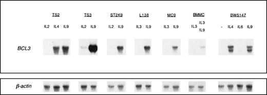 Fig. 1. IL-9 induces BCL3 expression. The indicated IL-9–responsive cells were cultured in medium containing saturating concentrations of the indicated cytokines: 10 days in the presence of 100 U/mL IL-2, 200 U/mL IL-4, or 200 U/mL IL-9 for T-helper cell clones (TS2, TS3, and ST2K9) and 10 days in the presence of 200 U/mL IL-3 or 200 U/mL IL-9 for mast cell lines (L138 and MC9). BMMC were cultured in the presence of 20 U/mL IL-3 or a combination of IL-3 and IL-9 (200 U/mL). The mouse lymphoma line BW5147 was stimulated for 2 days with 500 U/mL IL-9 or IL-4 or 10,000 U/mL IL-6. After electrophoresis of 10 μg of total RNA and transfer to nitrocellulose, filters were hybridized with a 32P-labeled mouse BCL3 cDNA probe. Hybridization with a β-actin probe confirmed that comparable amounts of RNA had been loaded in each lane.