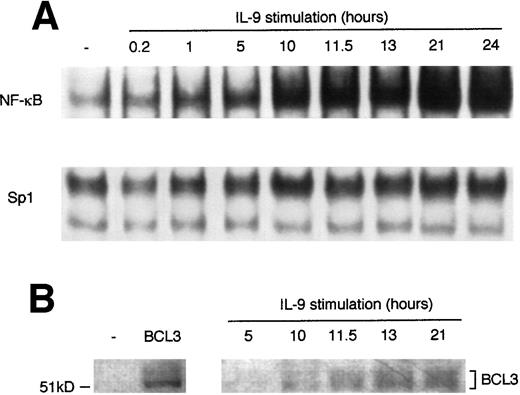 Fig. 3. IL-9 increases NF-κB DNA binding. (A) EMSA analysis of IL-9–stimulated BW5147 cells. Cells were cultured in the absence or in the presence of 100 U/mL IL-9. Nuclear extracts were prepared after various stimulation times and a mobility shift assay was performed using a 32P-labeled palindromic κB site. An Sp1 DNA binding oligonucleotide was used as a control for the loading of similar protein quantities in each lane. (B) Western blot analysis of BCL3 induction by IL-9. The left panel shows BCL3 expression in BW5147 cells transfected with a control vector (−) or the BCL3 cDNA cloned into the pEF-BOS plasmid (BCL3) as a positive control. In the right panel, cells were cultured as in (A). Total extracts were prepared and analyzed by Western blot with anti-BCL3 antibodies as described in Materials and Methods.