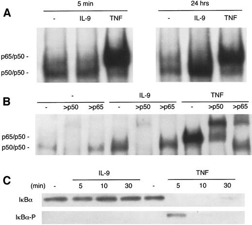Fig. 4. Differences in NF-κB binding induction by IL-9 and TNF. (A) Delayed induction by IL-9 of a fast-migrating NF-κB complex. BW5147 cells were stimulated in the absence or in the presence of IL-9 (100 U/mL) or TNF (10 ng/mL) for 5 minutes or 24 hours. Nuclear extracts were prepared and a mobility shift assay was performed using a32P-labeled palindromic κB site. The two types of NF-κB dimers binding to the probe (p65/p50 and p50 homodimers) are indicated. (B) NF-κB complexes induced by IL-9 contain only p50 subunits. BW5147 cells were stimulated in the absence or in the presence of IL-9 (100 U/mL) or TNF (10 ng/mL) for 24 hours. Nuclear extracts were prepared and a mobility shift assay was performed using a32P-labeled palindromic κB site in the presence of anti-p50 (4 μg per lane) or anti-p65 (2 μg per lane) antibodies. The two types of NF-κB dimers binding to the probe (p65/p50 and p50 homodimers) are indicated. (C) IL-9 does not induce the phosphorylation and degradation of IκB. BW5147 cells were stimulated with 100 U/mL IL-9 or 10 ng/mL TNF for 5, 10, or 30 minutes or were left unstimulated. Total cell extracts were loaded on a gel and Western blotted. The membrane was hybridized with two antibodies: one directed against total IκB and another specific for phosphorylated IκB (Ser32).