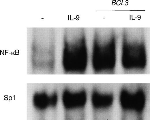 Fig. 5. Similar NF-κB DNA binding induced by IL-9 and BCL3. MC9 mast cells transfected with either a control vector or the pEF-BOS plasmid containing the BCL3 cDNA were stimulated with 100 U/mL IL-9 for more than 24 hours or were left unstimulated. Shown is a representative EMSA performed with the palindromic NF-κB probe. An Sp1 DNA binding oligonucleotide was used as a control for the loading of similar protein quantities in each lane.