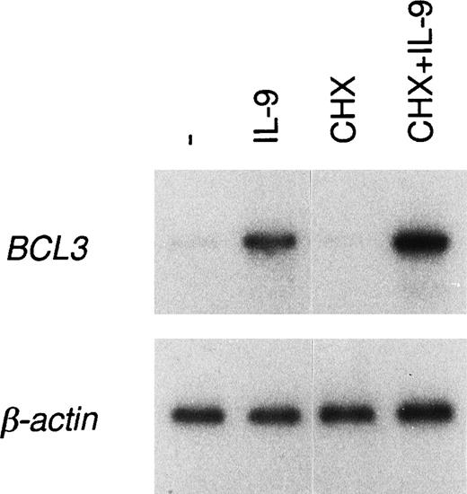Fig. 9. New protein synthesis is not required for BCL3upregulation by IL-9. BW5147 cells were stimulated with 100 U/mL IL-9 and with or without the combination of 10 μg/mL cycloheximide and 50 μmol/L MG-132 (a proteasome inhibitor) for 4.5 hours, or the cells were left unstimulated. Total RNA was extracted and RT-PCR amplification was performed with oligonucleotides specific forBCL3 or β-actin. A Southern blot of the PCR products was performed and filters were hybridized with the BCL3 orβ-actin cDNA probes.