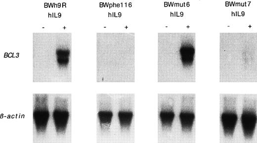 Fig. 10. BCL3 upregulation by IL-9 in cells expressing mutated hIL-9R. BW5147 cells transfected with the wild-type human IL-9R (BWh9R) or mutants of this receptor partially (BWmut6 and BWmut7) or totally (BWphe116) defective in STAT activation (see text) were stimulated with 500 U/mL human IL-9 for 24 hours. After electrophoresis of 5 μg of total RNA and transfer to nitrocellulose, filters were hybridized with a 32P-labeled mouse BCL3 cDNA probe. Hybridization with a β-actin probe confirmed the even loading of RNA in each lane.