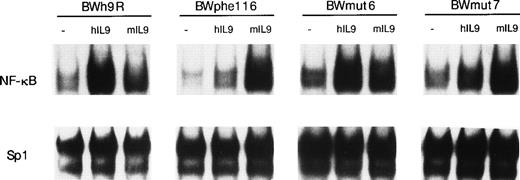 Fig. 11. NF-κB DNA binding induced by IL-9 in cells expressing mutated hIL-9R. BW5147 cells transfected with the wild-type human IL-9R (BWh9R) or mutants of this receptor partially (BWmut6 and BWmut7) or totally (BWphe116) defective in STAT activation (see text) were stimulated with 100 U/mL human IL-9 for 24 hours or with the equivalent amount of mIL-9 as a positive control. Nuclear extracts were prepared and a mobility shift assay was performed using a32P-labeled palindromic κB site. An Sp1 DNA binding site was used as a control for the even loading of proteins in each lane.