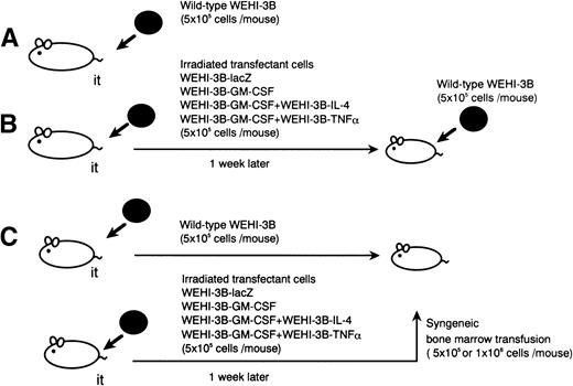 Fig. 1. Schematic diagrams of in vivo experiments in leukemic mice. (A) Mice were injected with wild-type WEHI-3B cells and survival was measured. (B) Mice were injected with irradiated WEHI-3B–lacZ, WEHI-3B–GM-CSF, WEHI-3B–GM-CSF plus WEHI-3B–IL-4, or WEHI-3B–GM-CSF plus WEHI-3B–TNF cells. One week later, mice were injected with wild-type WEHI-3B cells and survival was measured. (C) One group of mice was injected with wild-type WEHI-3B cells. A second group of mice was injected with irradiated, modified cells as described in (B), above. After 7 days, the latter mice were killed and BMMNCs from these animals were injected into the first group of mice.