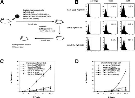 Fig. 6. Flow cytometric analysis and cytotoxicity assay of spleen cells from mice receiving BMMNCs from animals injected with cytokine-expressing WEHI-3B cells. (A) Schematic diagrams of biological analysis of mice transfused with modified BMMNCs. (B) Expression of CD80 (B7-1) as well as CD86 (B7-2) in the spleen cells. Control (isotype IgG), mouse injected with modified BMMNCs by WEHI-3B–lacZ, mouse injected with modified-BMMNCs by WEHI-3B–GM-CSF plus WEHI-3B–IL-4, and mouse injected with modified BMMNCs by WEHI-3B–GM-CSF plus WEHI-3B–TNF. (C) Cytotoxic activity by spleen cells of mouse injected with modified-BMMNCs by WEHI-3B–GM-CSF plus WEHI-3B–IL-4. (D) Cytotoxic activity by spleen cells of mouse injected with modified-BMMNCs by WEHI-3B–GM-CSF plus WEHI-3B–TNF.