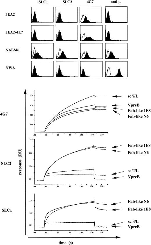 Fig. 3. Comparison of the fine specificities of anti-VpreB MoAbs by FACS and BIAcore analysis. (Top) Surface FACS analysis of VpreB and μ chains on human proB-cell (JEA2), preB-cell (NALM6), and B-cell (NAMALWA) lines, using the 4G7 anti-VpreB, SLC1, SLC2,1021and anti-μ MoAbs. The 4G7 MoAb is PE-labeled and unconjugated SLC1 and SLC2 are shown by a PE-conjugated goat antimouse IgG+IgM (H+L). Wherever indicated (line 2), JEA2 cells were cultured with 20 ng/mL of IL-7 for 4 days. (Bottom) Binding of anti-VpreB MoAbs to immobilized VpreB-containing recombinant proteins using the BIAcore apparatus. In two separate experiments, 20 μL (20 μg/mL) of 4G7, SLC1, and SLC2 was injected at a flow rate of 5 μL/min in HBS buffer on four surfaces containing 700, 410, 1,400, and 900 RU of VpreB, scΨL, Fab-like NALM6, and Fab-like 1E8, respectively. The resulting sensorgrams are superimposed.
