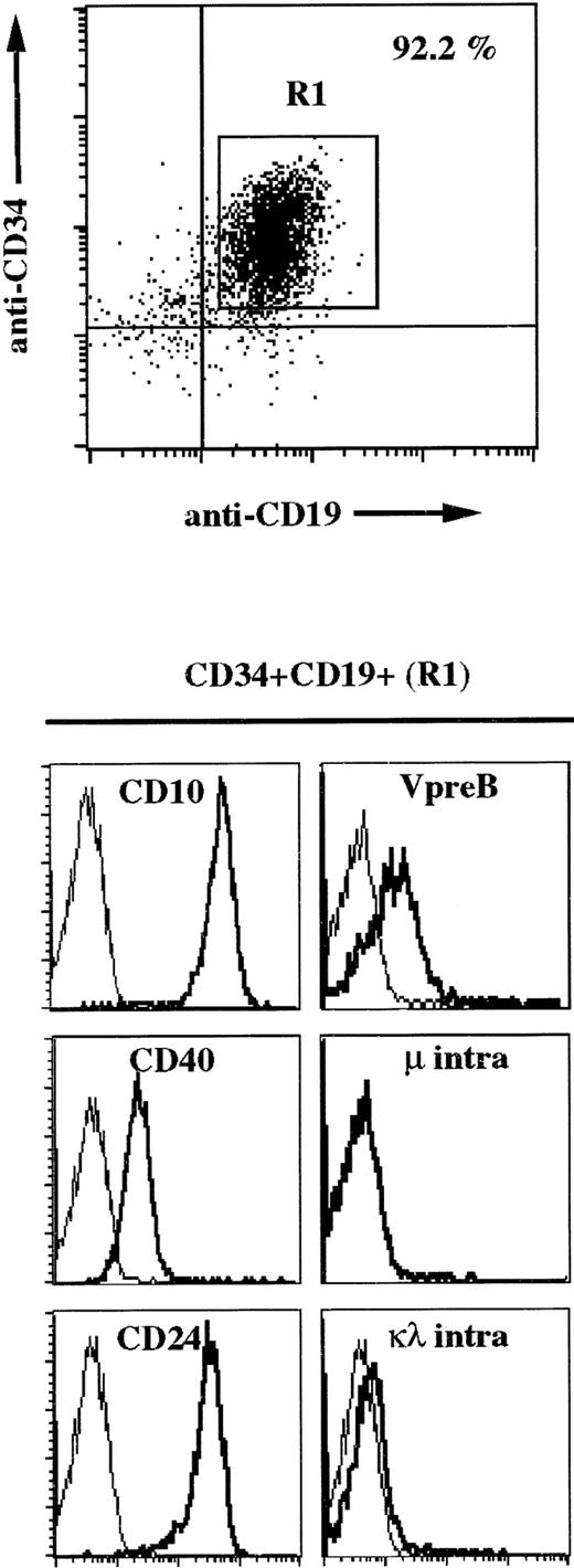 Fig. 5. Three-color immunofluorescence analysis of TEL/AML1 leukemia bone marrow cells shows cell surface expression of ΨL in the absence of μ chain. Leukemic blasts coexpressing CD34 and CD19 were gated (R1) and analyzed for the other markers. Cells were stained with PerCP-labeled anti-CD34, FITC-labeled anti-CD19, and PE-labeled anti-VpreB or PerCP-labeled anti-CD34, PE-labeled anti-CD19, and either FITC-labeled anti-CD10, anti-CD40, or anti-CD24 MoAbs. For μ and κ/λ intracellular staining, cells were first labeled with PerCP-labeled anti-CD34 and PE-labeled anti-CD19 and then permeabilized and treated with FITC-conjugated rabbit antihuman IgM F(ab′)2 or FITC-conjugated rabbit antihuman κ F(ab′)2 plus antihuman λ F(ab′)2.
