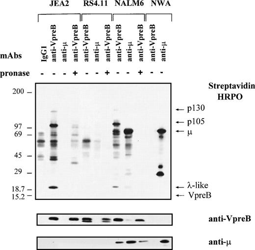 Fig. 6. Biochemical characterization of the proB-cell surface complex on proB- and preB-cell lines. The proB-cell (JEA2, RS4.11), preB-cell (NALM6), and B-cell (Namalwa) lines were surface labeled with biotin and lysed with 1% NP-40 lysis buffer. Lysates (5 × 107 cells) were incubated with either IgG1 control, anti-VpreB (4G7), or anti-μ MoAbs. Immunoprecipitates were submitted to a gradient SDS-PAGE (5% to 15%) under reducing conditions and transferred onto immobilon P membrane. Cell surface biotinylated proteins were detected by streptavidin-peroxidase. The membrane was then successively incubated with the anti-VpreB 4G7 MoAb, which was shown by a peroxidase-conjugated goat antimouse IgG and finally with a peroxidase-conjugated mouse antihuman μ MoAb.