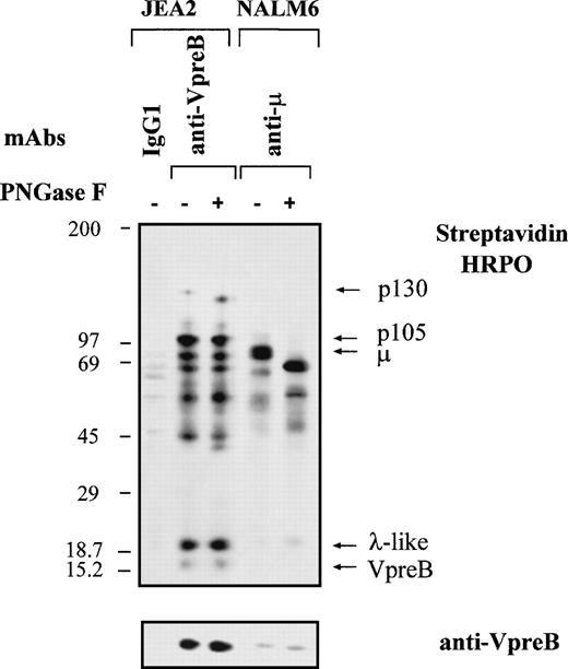 Fig. 7. Effect of deglycosylation on components of the proB-cell complex. Cell surface labeling and immunoprecipitation conditions are as described in Fig 6. The anti-VpreB 4G7 immunoprecipitates from the JEA2 proB and the anti-μ immunoprecipitates from the NALM6 preB-cell lines were incubated with or without PNGase F, submitted to a gradient SDS-PAGE (5% to 15%) under reducing conditions, and transferred onto immobilon P membrane. Cell surface biotinylated proteins were detected by streptavidin-peroxidase and the membrane was incubated with the anti-VpreB 4G7 MoAb and shown by a peroxidase-conjugated goat antimouse IgG.