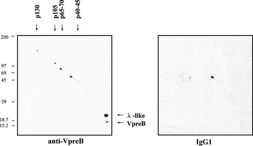 Fig. 8. Two-dimensional SDS-PAGE analysis of proteins associated with ΨL at the cell surface of the JEA2 proB-cell line. JEA2 cell surface labeling and anti-VpreB (4G7) or IgG1 control immunoprecipitation conditions are as described in Fig 6. Immunoprecipitates were run in the first and second dimensions under nonreducing and reducing conditions, respectively, using for both dimensions a 5% to 15% gradient SDS-PAGE. After transfer onto immobilon P membrane, biotinylated proteins were shown by streptavidin-peroxidase.