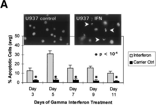 Fig. 2. γ Interferon treatment of cell lines. U937, a leukemia cell line, and Raji, a Burkitt’s lymphoma cell line, were treated with 1,000 U/mL of γ interferon or carrier control for 11 days. (A) U937 cell apoptosis. U937 cells were analyzed for apoptosis on days 3, 5, 7, 9, and 11. U937 cells underwent apoptosis when treated with γ interferon, with significant differences in cell death between treated cells and carrier control cells on each day (P < 10−4). The inset demonstrates U937 cells treated for 5 days with γ interferon or the carrier control; several of the γ interferon-treated cells are undergoing nuclear apoptotic changes (arrowheads point to apoptotic cells), whereas none of the carrier control-treated cells is. (B) Raji cell apoptosis. Raji cells were analyzed for apoptosis on days 3, 5, 7, 9, and 11. Raji cells did not undergo apoptosis when treated with γ interferon or the carrier control. Raji cells treated for 5 days with γ interferon show no cells undergoing apoptosis, and there are no apoptotic nuclei. (C) DAP kinase expression. Cells (106) were lysed on days 1, 3, 5, 7, 9, and 11 of treatment with γ interferon or carrier control before Western analysis. U937 cells exposed to γ interferon upregulated the expression of DAP-Kinase from days 5 through 11. Carrier control cells expressed DAP-Kinase endogenously but did not upregulate the protein expression. Western analysis of U937 and Raji cells and RT-PCR analysis (far right) with GAPDH as controls demonstrate the lack of endogenous expression of DAP-Kinase in Raji at both the RNA and protein levels. DAP-Kinase RT-PCR amplifies a 343-bp product, whereas the GAPDH controls are 310 bp. + and − indicate the addition or the absence of reverse transcriptase (RT), respectively.