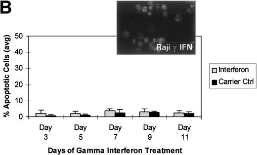Fig. 2. γ Interferon treatment of cell lines. U937, a leukemia cell line, and Raji, a Burkitt’s lymphoma cell line, were treated with 1,000 U/mL of γ interferon or carrier control for 11 days. (A) U937 cell apoptosis. U937 cells were analyzed for apoptosis on days 3, 5, 7, 9, and 11. U937 cells underwent apoptosis when treated with γ interferon, with significant differences in cell death between treated cells and carrier control cells on each day (P < 10−4). The inset demonstrates U937 cells treated for 5 days with γ interferon or the carrier control; several of the γ interferon-treated cells are undergoing nuclear apoptotic changes (arrowheads point to apoptotic cells), whereas none of the carrier control-treated cells is. (B) Raji cell apoptosis. Raji cells were analyzed for apoptosis on days 3, 5, 7, 9, and 11. Raji cells did not undergo apoptosis when treated with γ interferon or the carrier control. Raji cells treated for 5 days with γ interferon show no cells undergoing apoptosis, and there are no apoptotic nuclei. (C) DAP kinase expression. Cells (106) were lysed on days 1, 3, 5, 7, 9, and 11 of treatment with γ interferon or carrier control before Western analysis. U937 cells exposed to γ interferon upregulated the expression of DAP-Kinase from days 5 through 11. Carrier control cells expressed DAP-Kinase endogenously but did not upregulate the protein expression. Western analysis of U937 and Raji cells and RT-PCR analysis (far right) with GAPDH as controls demonstrate the lack of endogenous expression of DAP-Kinase in Raji at both the RNA and protein levels. DAP-Kinase RT-PCR amplifies a 343-bp product, whereas the GAPDH controls are 310 bp. + and − indicate the addition or the absence of reverse transcriptase (RT), respectively.