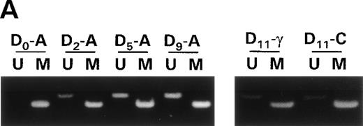 Fig. 4. Raji cells were treated with 0.3 μmol/L 5-aza-2′-deoxycytidine for 9 days to demethylate the DAP-Kinase CpG island, placed in normal media for 7 days, and then treated with 1,000 U/mL γ interferon for 11 days. (A) MSP of DAP-Kinase in Raji cells. The methylation status of the DAP-Kinase CpG island was checked on days 0, 2, 5, and 9 of 5-aza-2′-deoxycytidine treatment (D0-9-A) and then after the combined 7 days of normal media and either 11 days of γ interferon (D11-γ) or carrier control (D11-C) media. (B) Raji cell apoptosis. By days 5 and 7, Raji cells exposed to γ interferon underwent significantly more apoptosis than those exposed with carrier control alone (P= .0005 and P = .001, respectively). By days 9 and 11, Raji cells were losing their unmethylated copies of DAP-Kinase and also their sensitivity to γ interferon treatment.