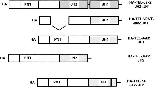 Fig. 1. TEL-Jak2 constructs. The various TEL-Jak2 constructs that were used in this study. TEL-Jak2 JH1 corresponds to TEL (amino acids 1-154) fused to the JH1 domain of Jak2 (amino acids 846-1129). The TEL▵PNT construct fuses TEL deleted in amino acids (65-116) to the Jak2 JH1 domain (amino acids 846-1129). TEL-Jak2 JH2 encompasses a fusion of TEL (1-154) to amino acids 543-845 of Jak2. The TEL-Jak2 JH2+JH1 construct fuses TEL (1-154) to amino acids 543-1129 of Jak2. TEL-KI-Jak2 JH1 fuses TEL (1-154) to a kinase-inactive form of Jak2 (amino acids 846-1129). All constructs were epitope tagged at the amino terminus with HA3His6 (HA). For additional details, please refer to Materials and Methods.