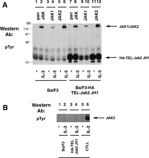 Fig. 6. TEL-Jak2 expression does not activate tyrosine phosphorylation of Jak1, Jak2, or Jak3. (A) Ba/F3 (lanes 1 through 6) or Ba/F3 HA-TEL-Jak2 JH1 subclone 36 (lanes 7 through 12) cells were depleted of cytokine and stimulated in the presence or absence of IL-3. Immunoprecipitations were performed with a pan-specific Jak antibody, a Jak1 antibody, or a Jak2 antibody. Tyrosine-phosphorylated proteins were detected by immunoblotting with a monoclonal antiphosphotyrosine antibody. The migration of endogenous Jak proteins and TEL-Jak2 JH1 and molecular weight standards are indicated. (B) Ba/F3 (lanes 1 and 2) or Ba/F3 HA-TEL-Jak2 JH1 subclone 36 (lanes 3 and 4) or CTLL (lanes 5 and 6) cells were depleted of cytokine and stimulated in the presence or absence of IL-3 (lanes 1 through 4) or IL-2 (lanes 5 and 6). Immunoprecipitations were performed with a Jak3 antibody. Tyrosine-phosphorylated proteins were detected as described above.