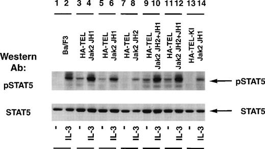 Fig. 7. Stat5 is constitutively tyrosine-phosphorylated in Ba/F3 cells expressing activated TEL-Jak2. Ba/F3 (lanes 1 and 2), Ba/F3 HA-TEL-Jak2 JH1 subclone 18 (lanes 3 and 4), Ba/F3 HA-TEL-Jak2 JH1 subclone 36 (lanes 5 and 6), Ba/F3 HA-TEL-Jak2 JH2 subclone 4 (lanes 7 and 8), Ba/F3 HA-TEL-Jak2 JH2+JH1 subclone 23 (lanes 9 and 10), Ba/F3 HA-TEL-Jak2 JH2+JH1 subclone 31 (lanes 11 and 12), and Ba/F3 HA-TEL-KI-Jak2 subclone 11 (lanes 13 and 14) cells were depleted of cytokine and stimulated in the presence or absence of IL-3. One hundred micrograms of lysate was resolved via SDS-PAGE and transferred to a nitrocellulose membrane. Tyrosine-phosphorylated Stat5 was detected using an activation-specific Stat5 antibody. The membrane was stripped and reprobed with a peptide-specific Stat5 antibody.