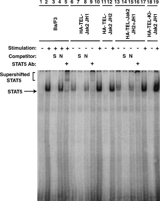 Fig. 8. Stat5 DNA binding is constitutively activated in TEL-Jak2 transformed Ba/F3 cells. Nuclear extracts were prepared from Ba/F3 (lanes 1 through 5), Ba/F3 HA-TEL-Jak2 JH1 subclone 36 (lanes 6 through 10), Ba/F3 HA-TEL-Jak2 JH2 subclone 4 (lanes 11 and 12), Ba/F3 HA-TEL-Jak2 JH2+JH1 subclone 23 (lanes 13 through 17), and Ba/F3 HA-TEL-KI-Jak2 subclone 11 (lanes 18 and 19) cells stimulated in the presence (+) or absence (−) of IL-3. EMSAs were performed as described in Materials and Methods. Complexes were resolved on a 5% native polyacrylamide gel. The specificity of DNA binding was determined by the addition of unlabeled β-casein oligonucleotide (S) or a nonspecific oligonucleotide from the DUB-1 promoter (N) and by incubation with a peptide-specific Stat5 antibody. Complexes were analyzed via PhosphorImager detection.