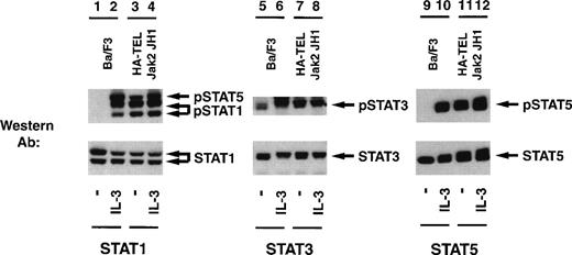 Fig. 9. TEL-Jak2 JH1 expression results in constitutive tyrosine phosphorylation of Stat1, Stat3, and Stat5. Ba/F3 (lanes 1, 2, 5, 6, 9, and 10) and Ba/F3 HA-TEL-Jak2 JH1 subclone 36 cells (lanes 3, 4, 7, 8, 11, and 12) were depleted of cytokine and stimulated in the presence or absence of IL-3. One hundred micrograms of lysate was resolved via SDS-PAGE and transferred to a nitrocellulose membrane. Tyrosine-phosphorylated Stat proteins were detected using an activation-specific Stat1 antibody (lanes 1 through 4, upper panel), activation-specific Stat3 antibody (lanes 5 through 8, upper panel), or an activation-specific Stat5 antibody (lanes 9 through 12, upper panel). The membrane was stripped and reprobed with peptide-specific antibodies that recognized Stat1 (lanes 1 through 4, lower panel), Stat3 (lanes 5 through 8, lower panel), or Stat5 (lanes 9 through 12, lower panel).