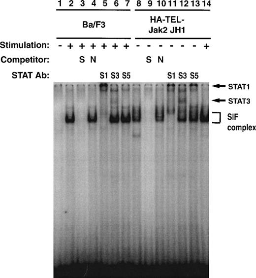 Fig. 10. Stat1 and Stat3 DNA binding is constitutively activated in TEL-Jak2 transformed Ba/F3 cells. Nuclear extracts were prepared from Ba/F3 (lanes 1 through 7) and Ba/F3 HA-TEL-Jak2 JH1 subclone 36 (lanes 8 through 14) cells stimulated in the presence (+) or absence (−) of IFN-. EMSAs were performed as described in Materials and Methods using a 32P-labeled oligonucleotide from the IRF-1 promoter. Complexes were resolved on a 5% native polyacrylamide gel. The specificity of DNA binding was determined by the addition of unlabeled IRF-1 oligonucleotide (S) or a nonspecific oligonucleotide from the DUB-1 promoter (N) and by incubation with peptide-specific Stat1 (S1), Stat3 (S3), or Stat5 (S5) antibodies. Complexes were analyzed via PhosphorImager detection.