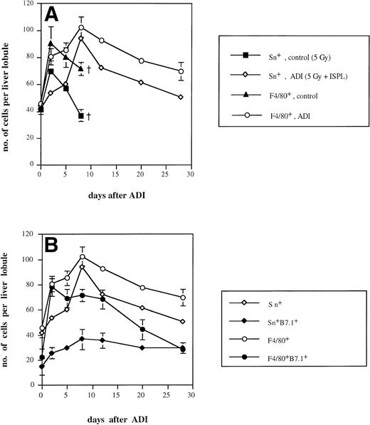 Fig. 2. Kinetics of Sn+ macrophage accumulation in livers of tumor-bearing DBA/2 mice under ADI. Frozen tissue sections were single-stained for total Kupffer cells (F4/80+) and Sn+ Kupffer cells (A) or double-stained for F4/80+/B7.1+ and for Sn+/B7.1+ (B) with corresponding MoAbs. Six lobules per liver were analyzed under the microscope. (A) The number of Sn+ (▪) and F4/80+ (▴) Kupffer cells in ESb-MP tumor-bearing untreated (d −1, 5 Gy; d0, no immune cells) mice and the number of Sn+ (◊) and F4/80+(○) Kupffer cells in ADI-treated (d −1, 5 Gy; d0, 2 × 107 B10.D2 immune spleen cells) animals are shown. (B) The number of Sn+ (◊), Sn+/B7.1+ (⧫), F4/80+(○), and F4/80+/B7.1+ (•) in ADI-treated mice are shown. Data present the means and standard deviations from two experiments with 2 to 3 animals per time point. Data points without SD represent mean values for which the SD was smaller than 1.